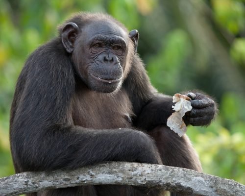 Rainforests & Fireflies: Kuala Lumpur, Borneo & Bali